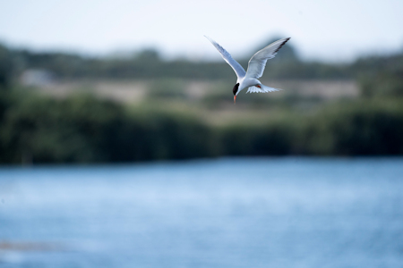 Common Tern